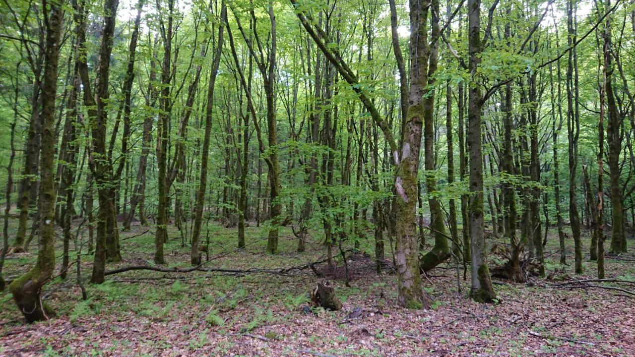 Apartmán Haus Hasenmueller Schmiedefeld am Rennsteig Exteriér fotografie